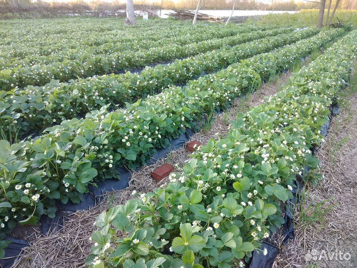 Рассада клубники ремонтантная