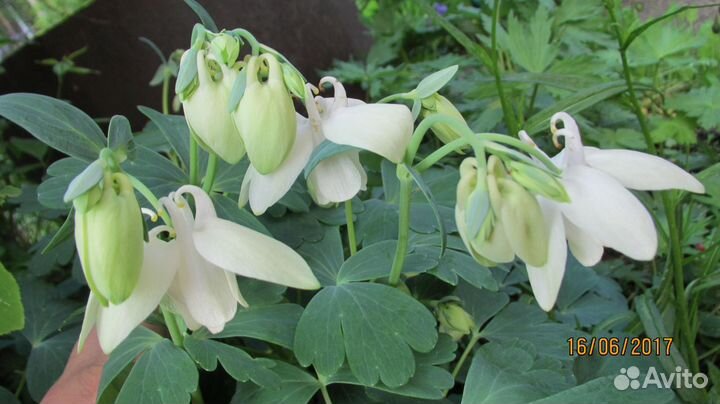 Аквилегия веерная alba nana