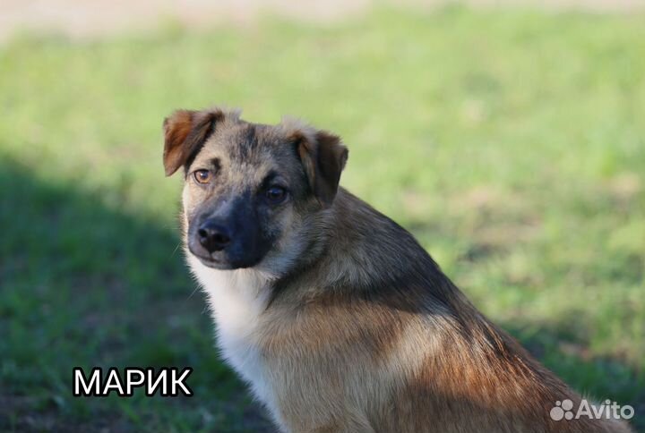 Диванные собачки в добрые руки