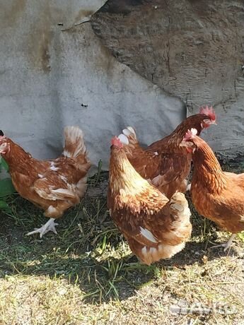 Куры несушки
