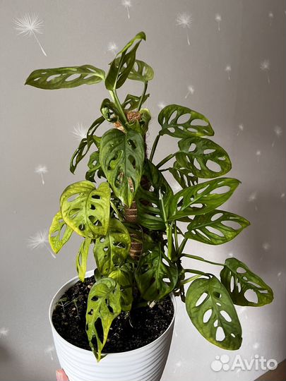 Монстера манки