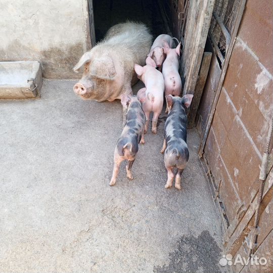 Продам поросят