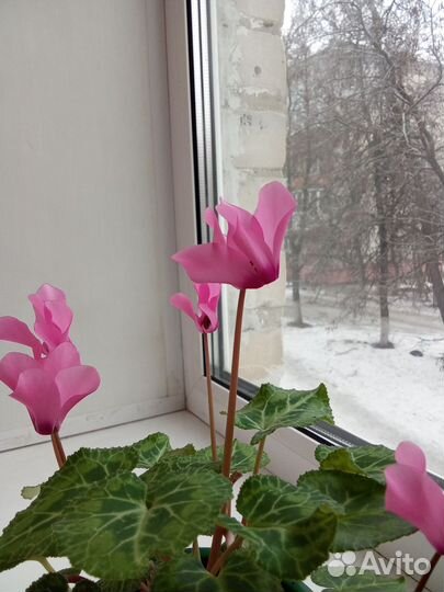 Семена цикламена