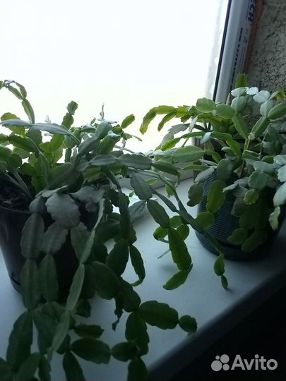 Декабрист шлюмбергера сортовые