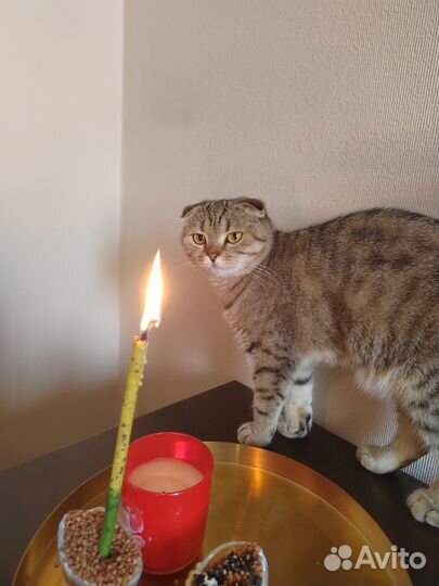 Вислоухая кошка