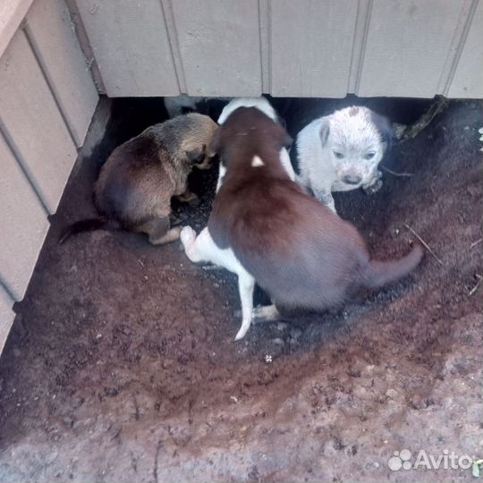 Двортерьер