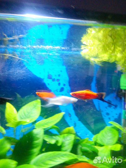 Черные Молли и меченосцы