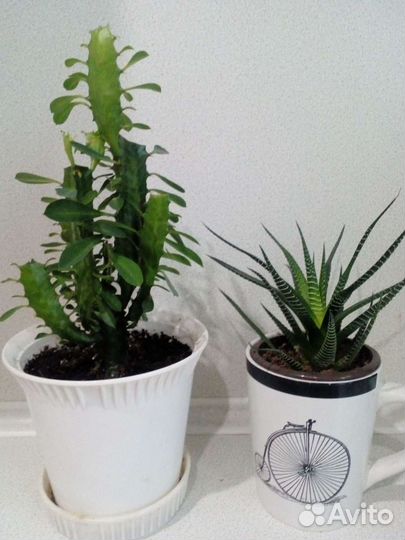 Молочай трехгранный(эуфорбид тригона), хавортия