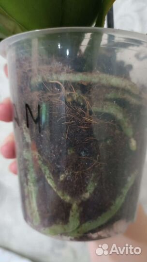 Орхидея фаленопсис gold staff