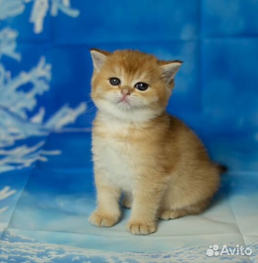 Британские Котята золотая шиншилла-Сима