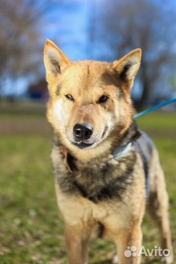 Собака в семью