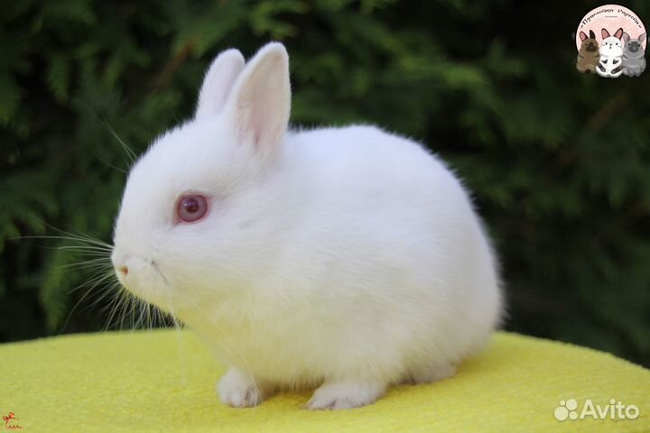 Цветной декоративный карликовый кролик