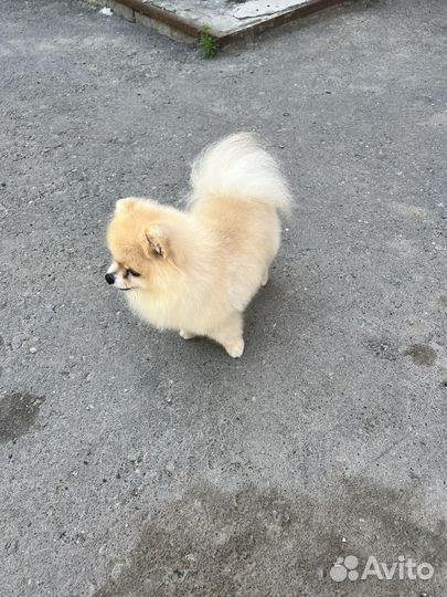 Шпиц для вязки