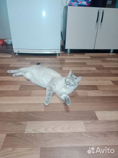 Котик в добрые руки