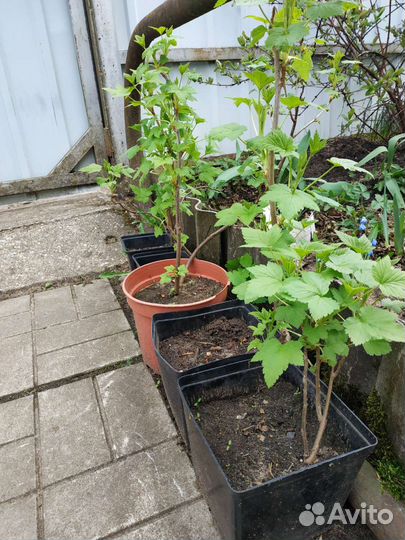 Саженцы черной и красной смородины