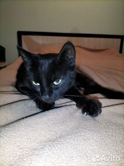 Котик в добрые руки