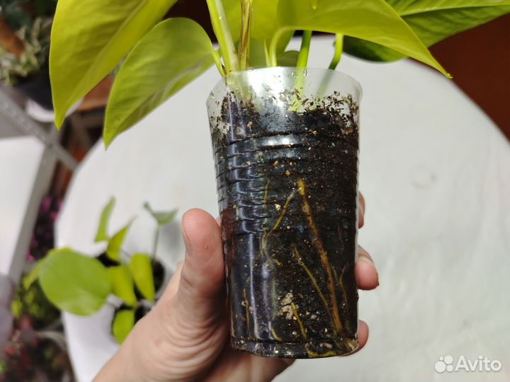 Эпипремнум Неон