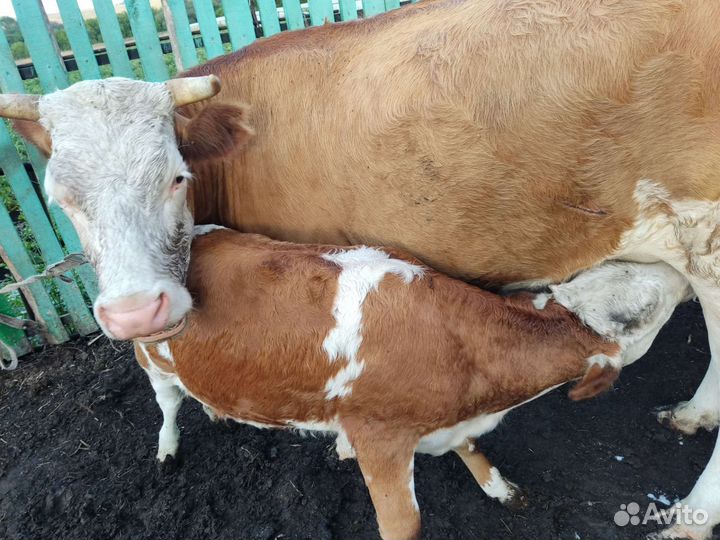 Продам телёнка