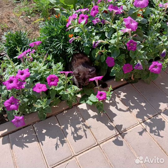 Британская