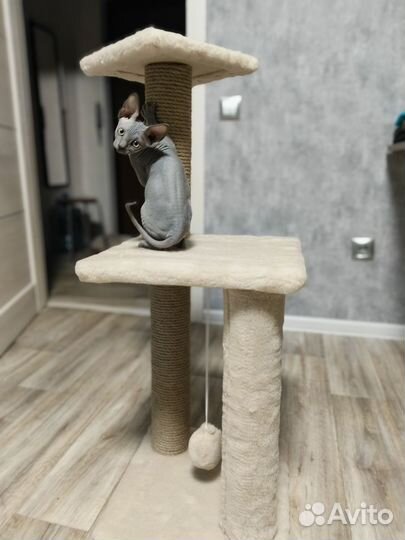 Канадский сфинкс