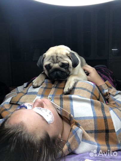 Мопс вязка мальчик