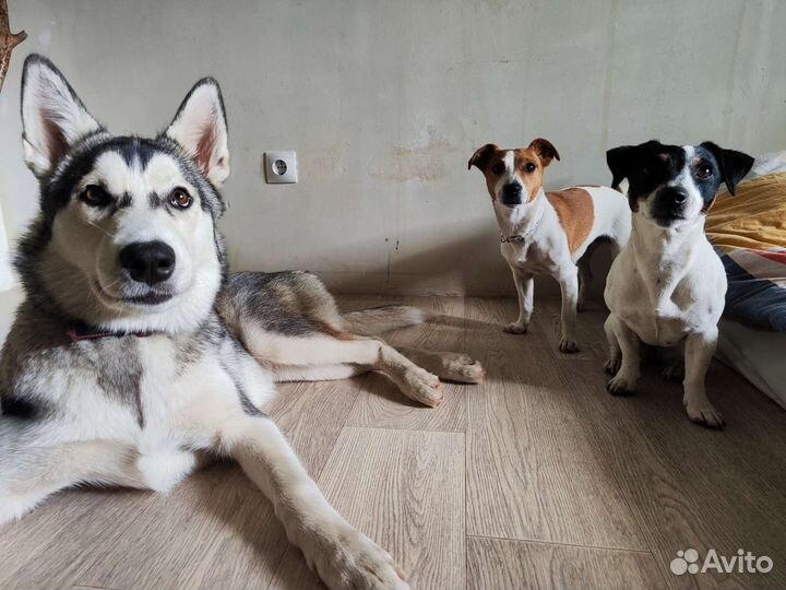 Работа выгул собак