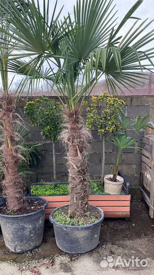 Пальма трахикарпус