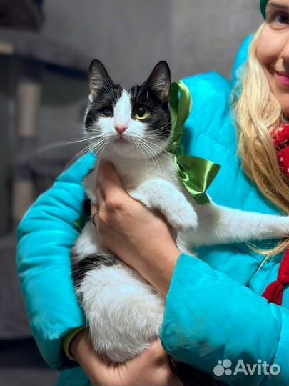 Очень милая кошечка Джулия