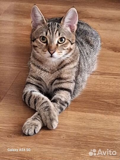 Бенгальский кот