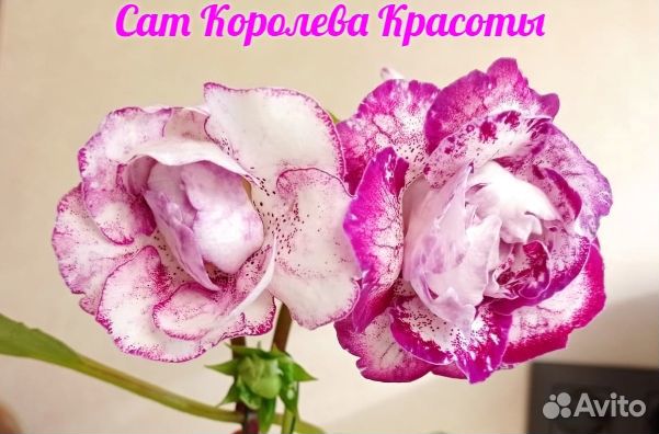 Глоксиния
