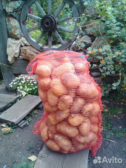 Картофель