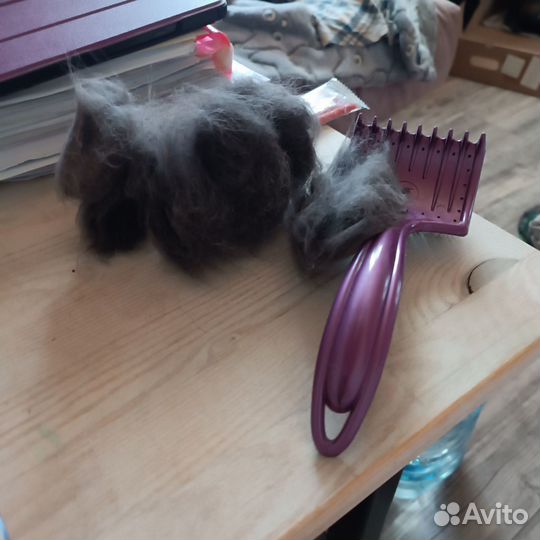 Аренда кошки террористки