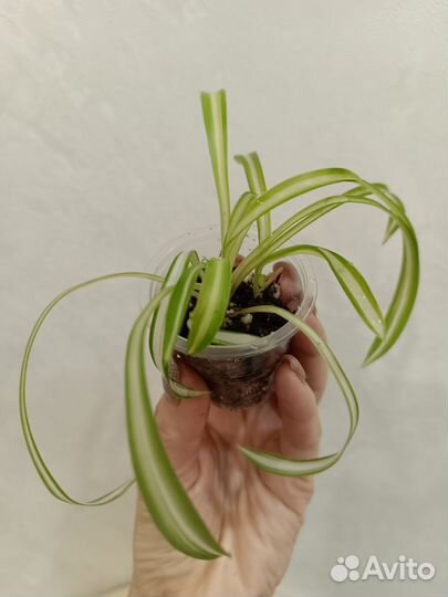 Хлорофитум кудрявый, детки