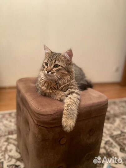 Добрый котенок