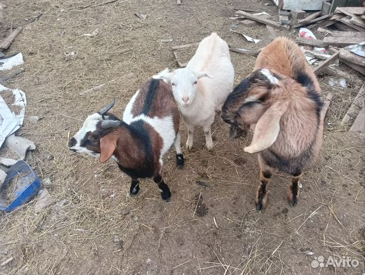 Козлята бурские