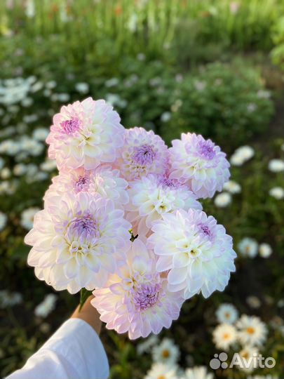 Георгины клубни