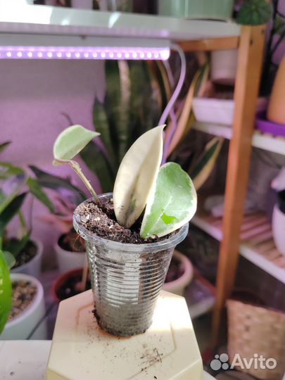 Хойи кримсон квин, лакуноза