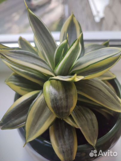 Сансивиерия сортовая Ханни голден