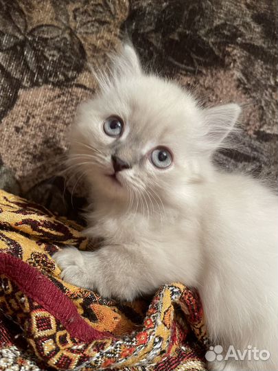 Отдадим котика