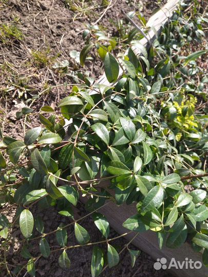 Живучка ползучая