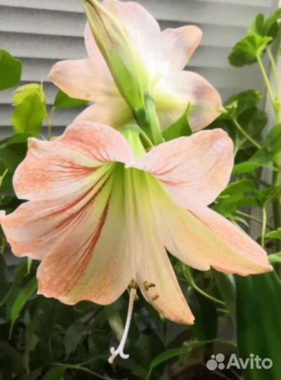 Гиппиаструм