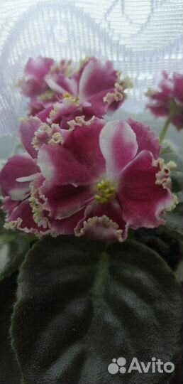 Фиалки сортовые