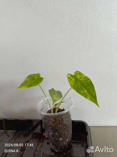 Алоказия Гагеана вариегатная