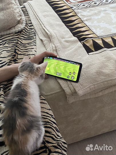 Котята в добрые руки даром