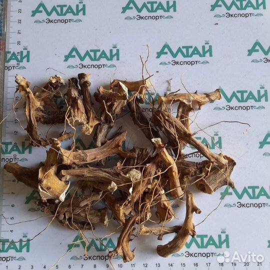 Диоскорея ниппонская корень Дальний Восток