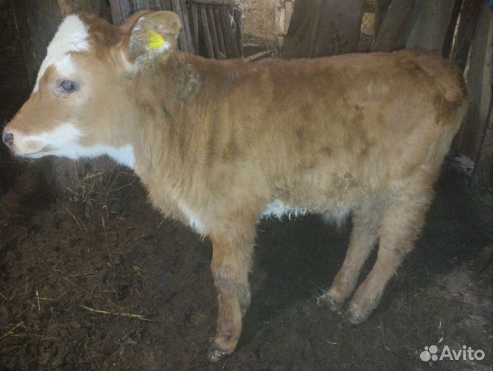 Корова с телёнком. бычок