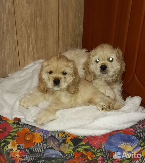 Кокер спаниель