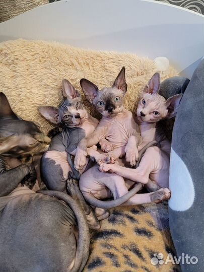 Канадский сфинкс