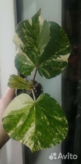 Гибискус липолистный