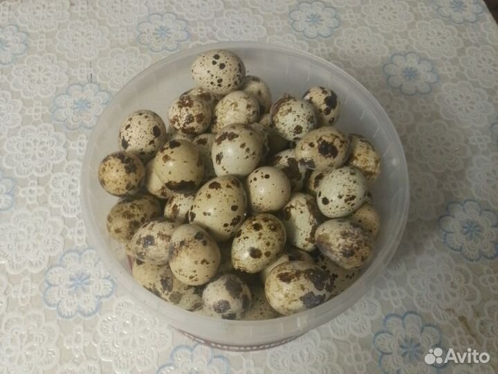 Домашние куриные яйца